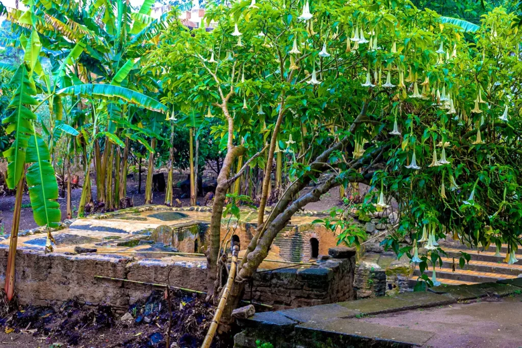 Ancient ruins of Chellah in Rabat surrounded by lush trees and exotic flowers