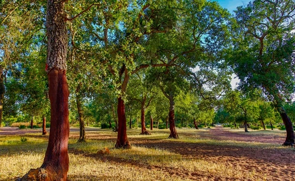 Cork oak trees inspired by Maâmora Forest near Rabat, Morocco